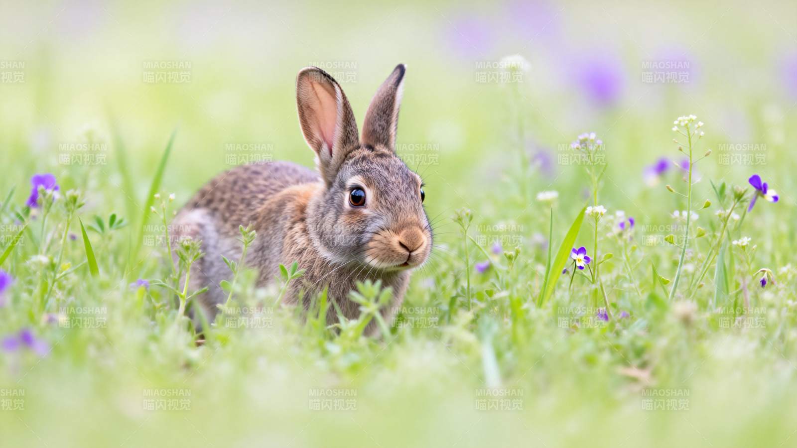 草丛中的小兔图片