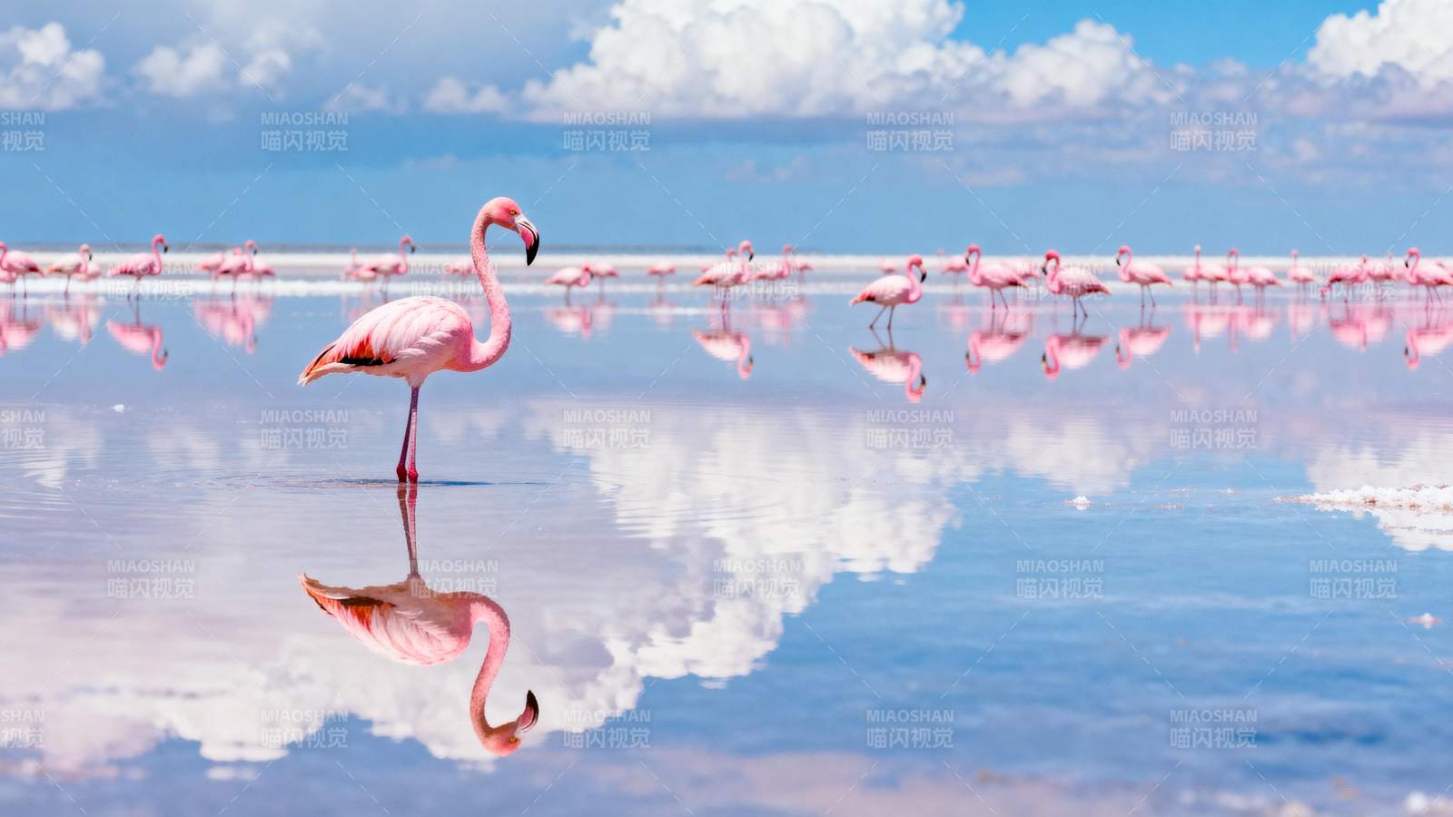 粉红火烈鸟湖畔倒影图片
