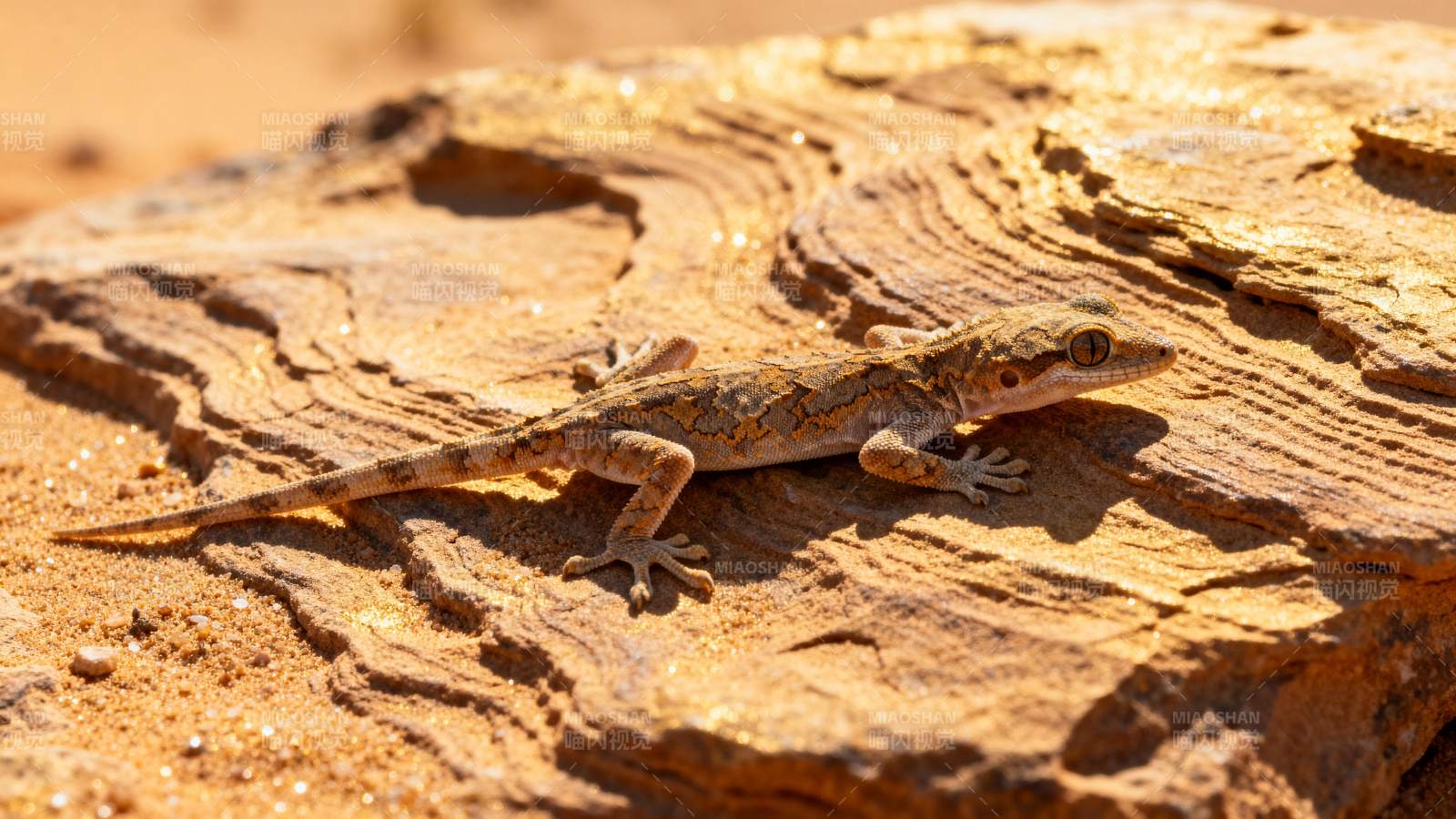 沙漠中的壁虎图片