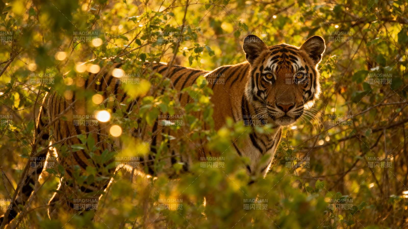 丛林中的老虎图片