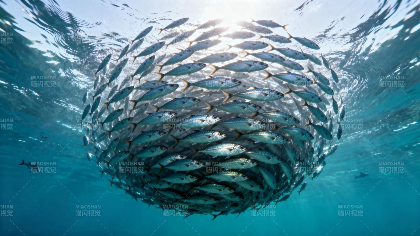 鱼群球形聚拢图片