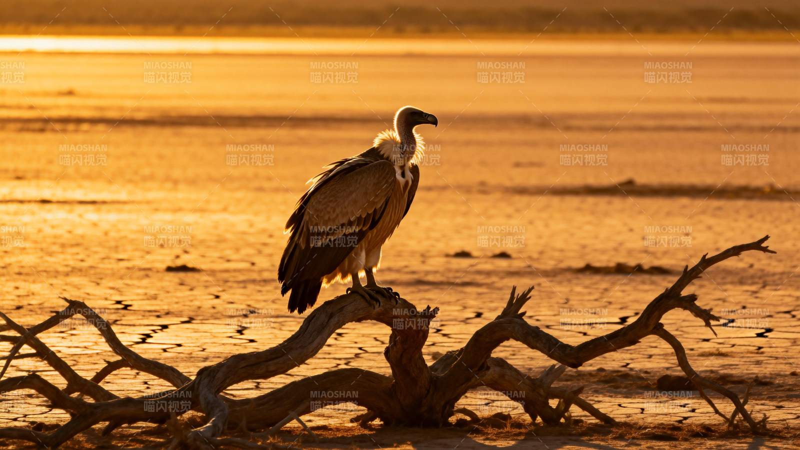 秃鹫栖息枯枝上图片