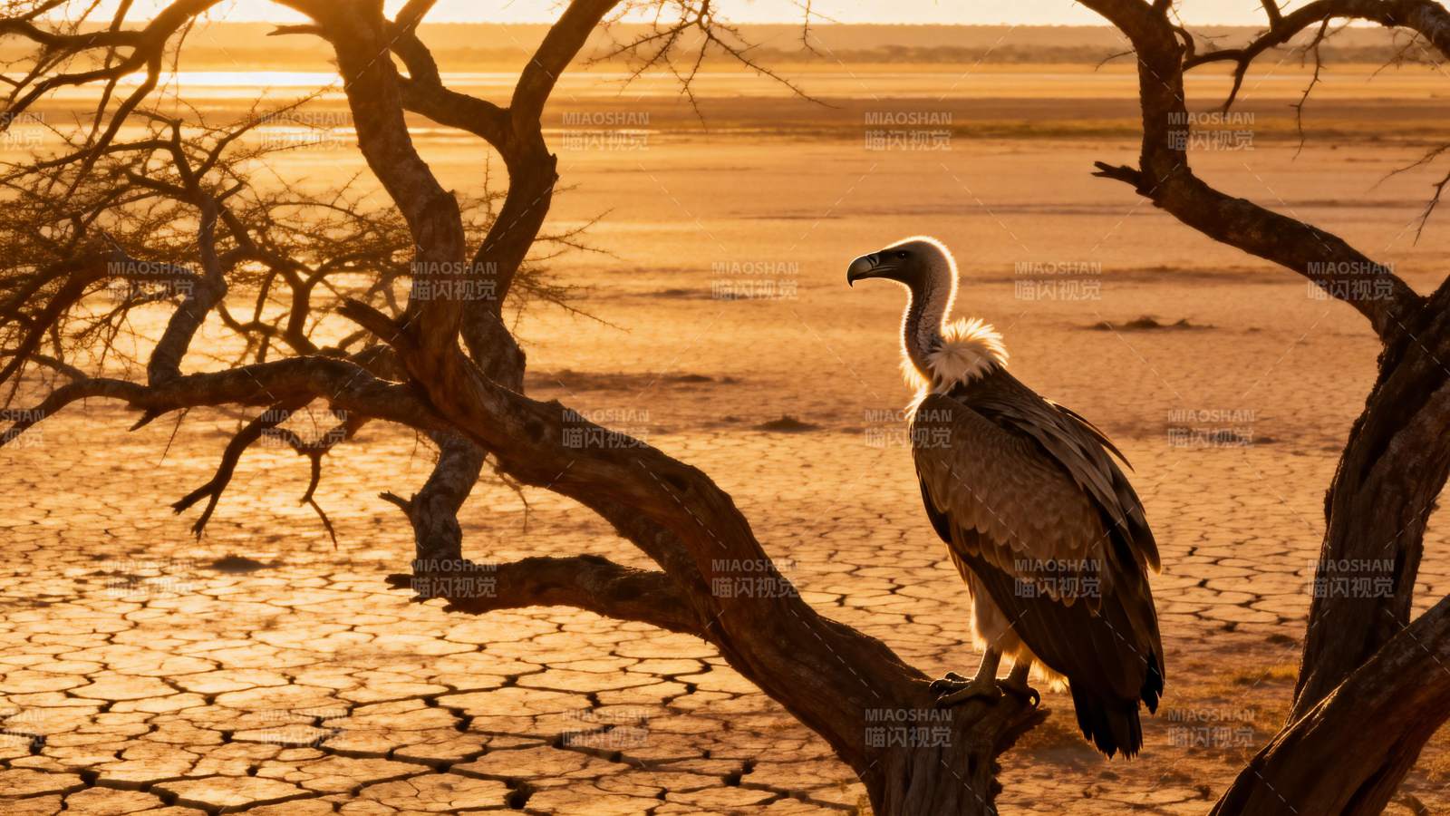 秃鹫栖息枯树图片