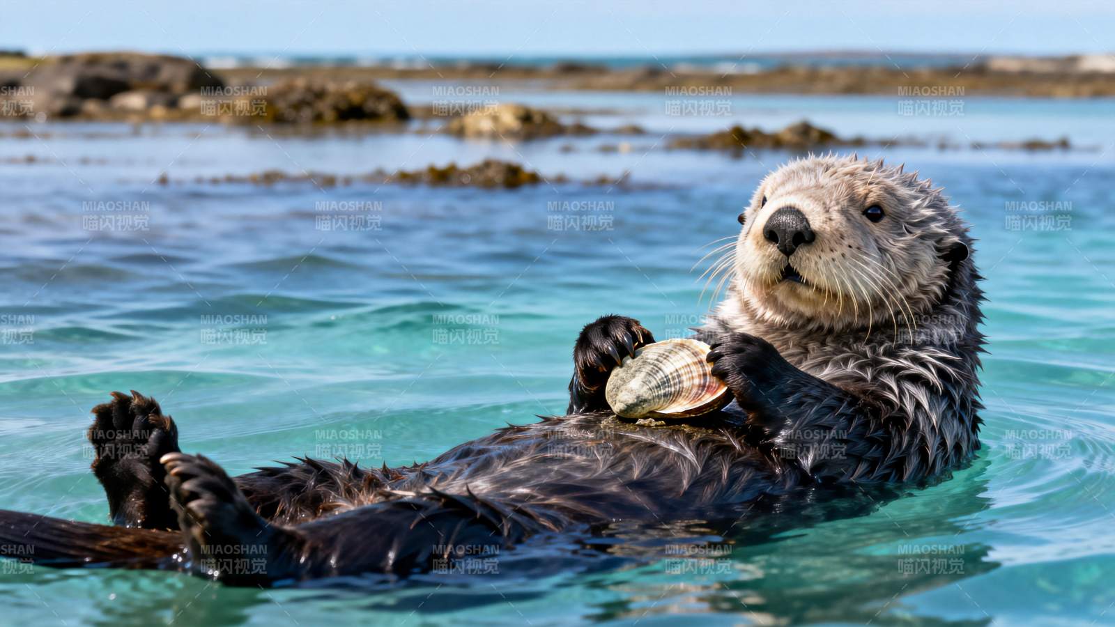 海獭浮水觅食图片