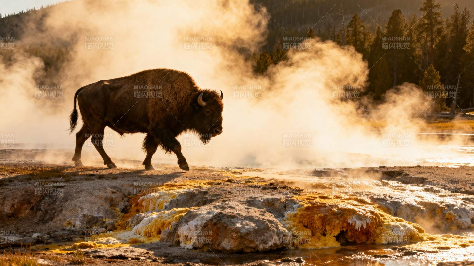 野牛踏雾行图片