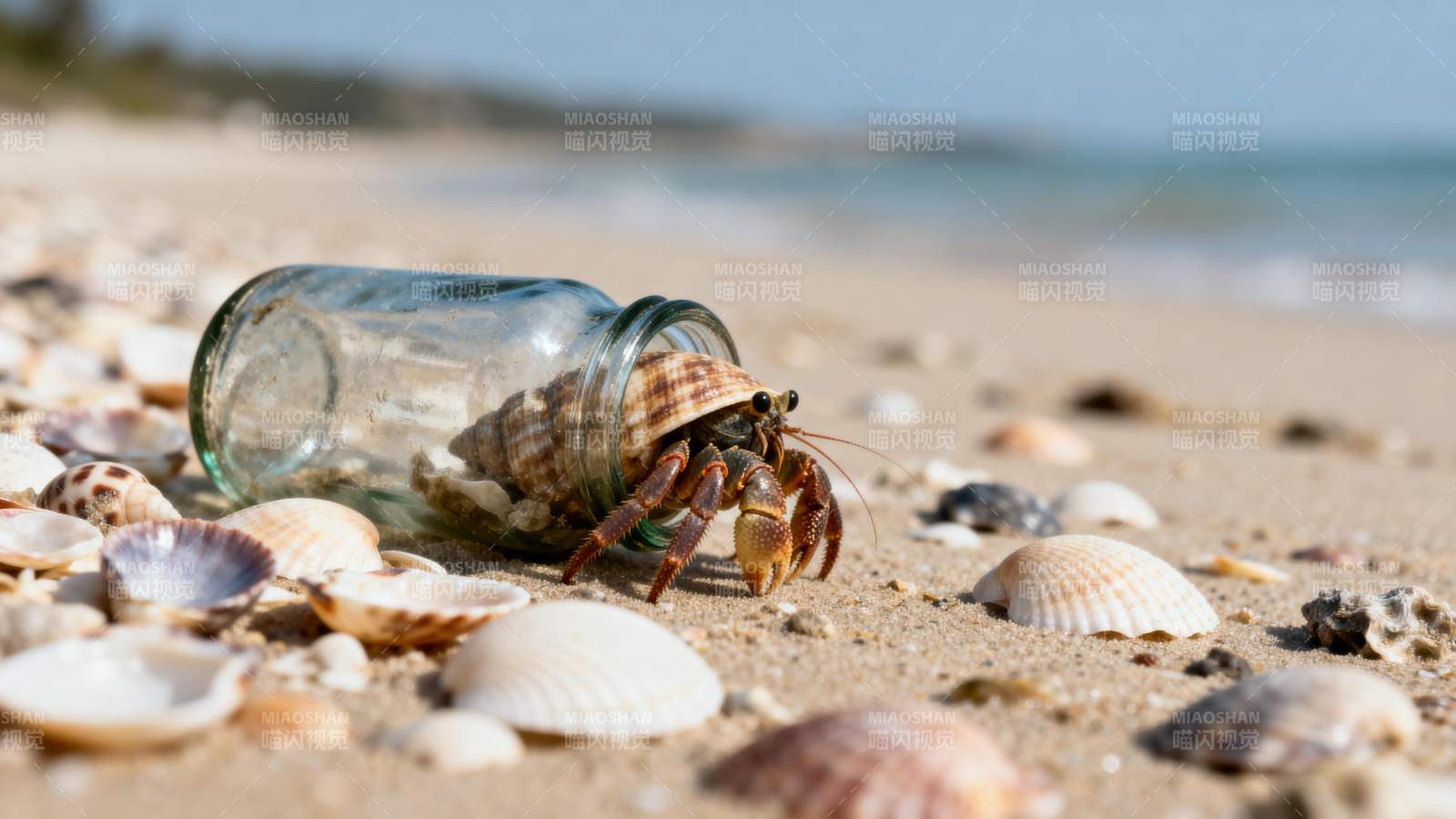 寄居蟹与玻璃瓶图片