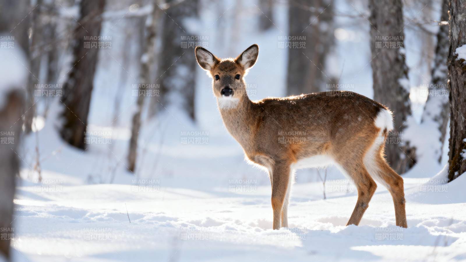 雪地里的小鹿图片