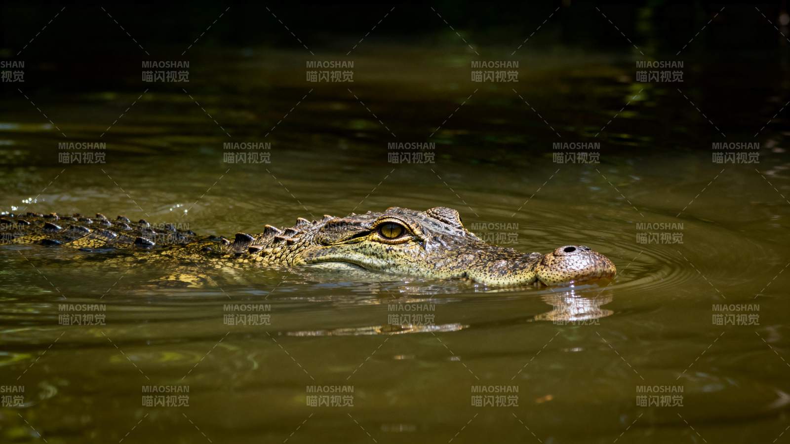 鳄鱼潜伏水面图片
