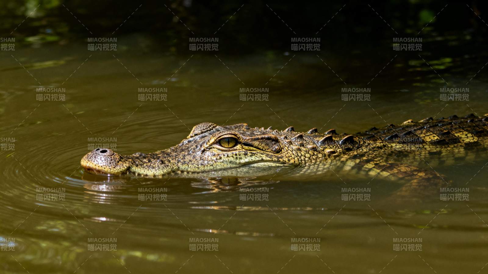 鳄鱼潜伏水面图片