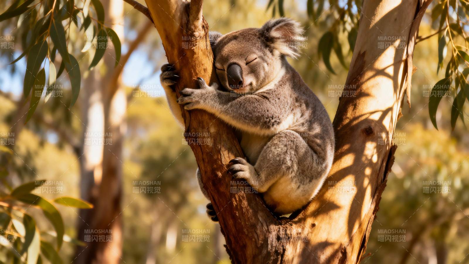 树上熟睡的考拉图片