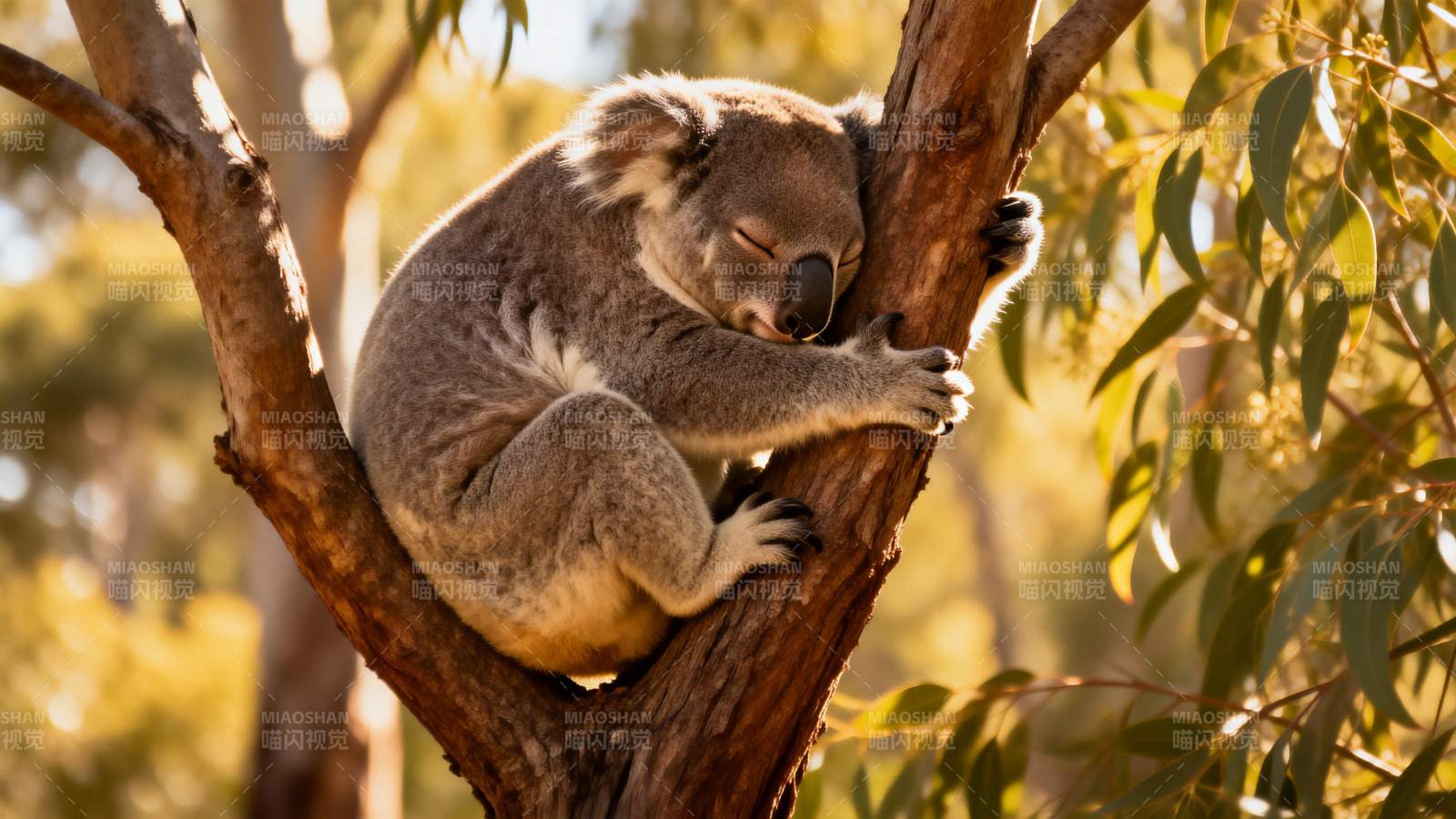 树上熟睡的考拉图片