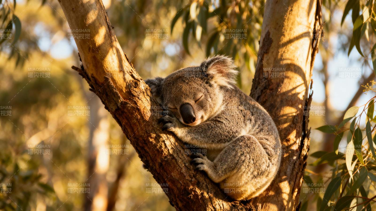 树上熟睡的考拉图片