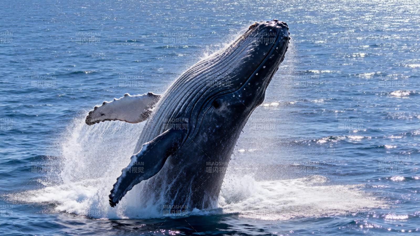 鲸鱼跃出水面图片