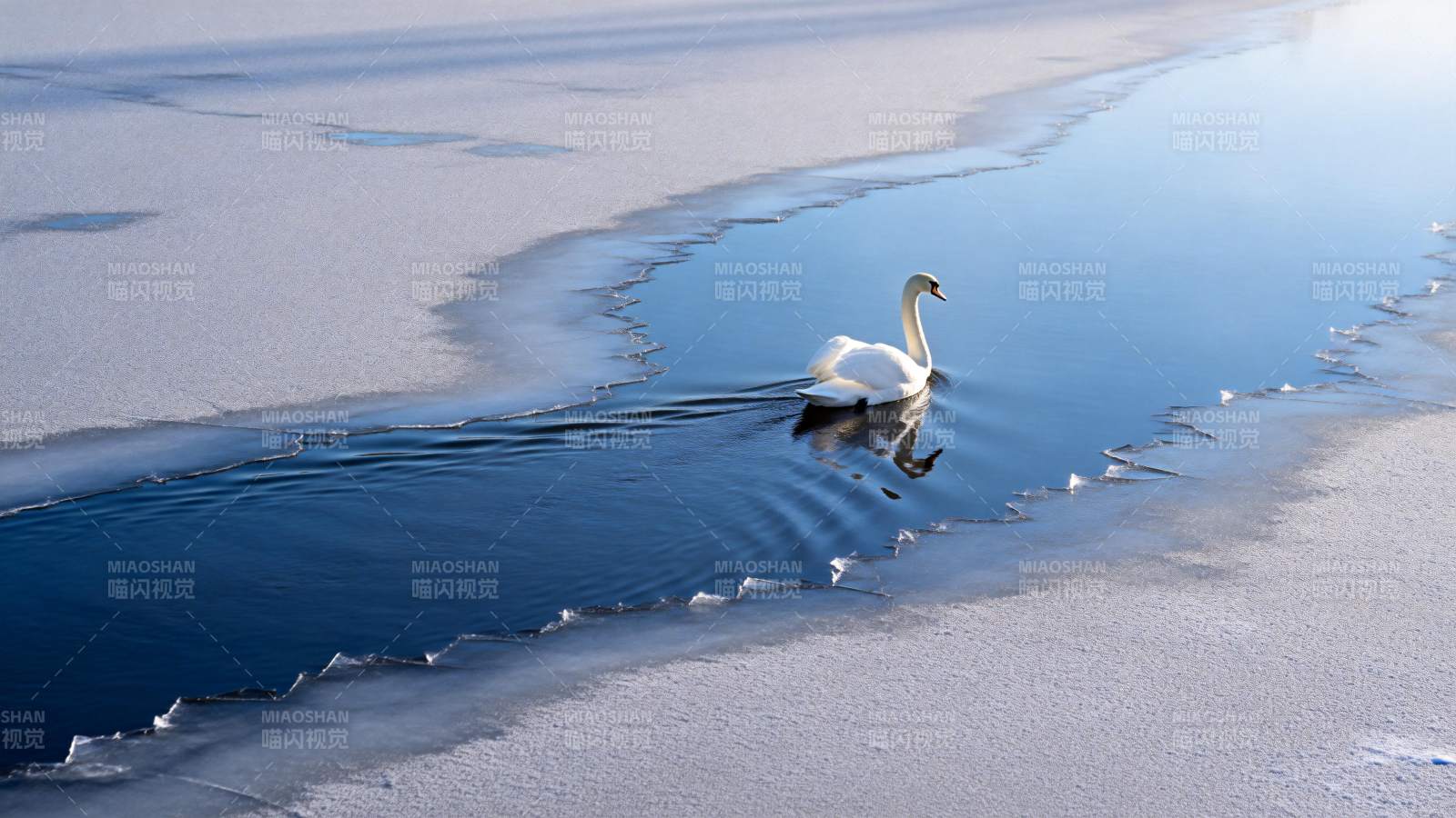 冰湖孤影天鹅图片