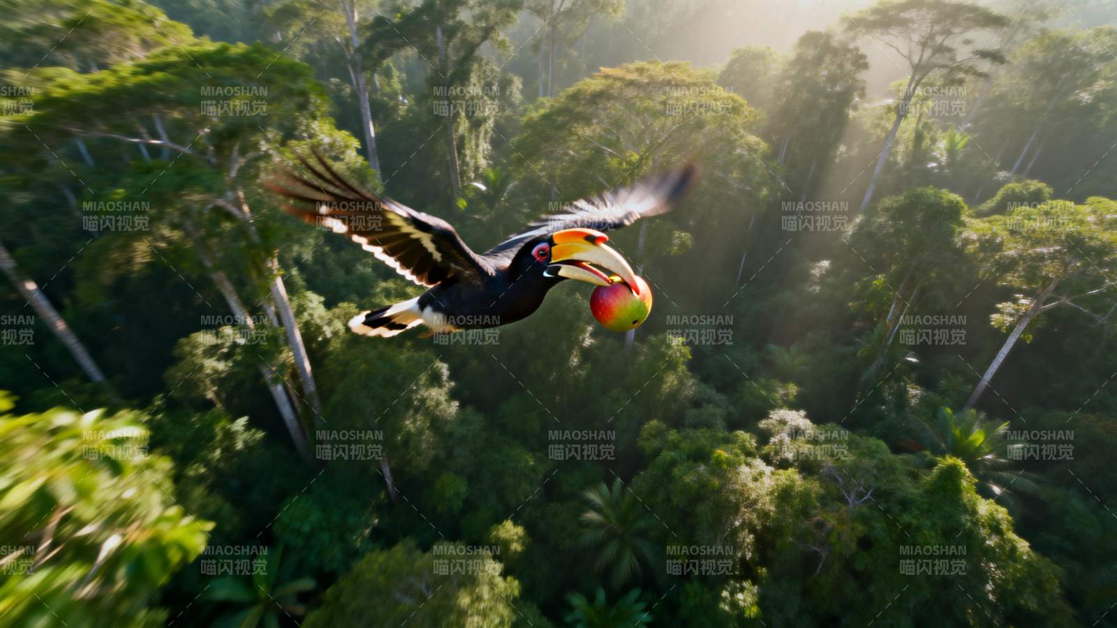 巨嘴鸟翱翔雨林图片