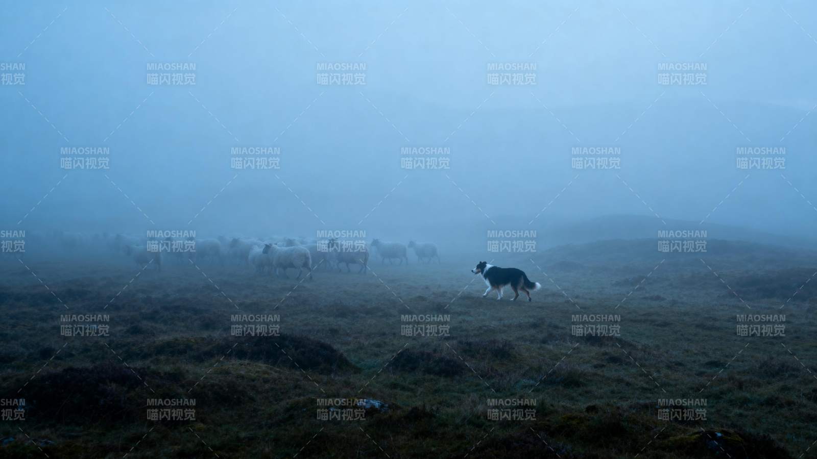 雾中牧羊犬图片