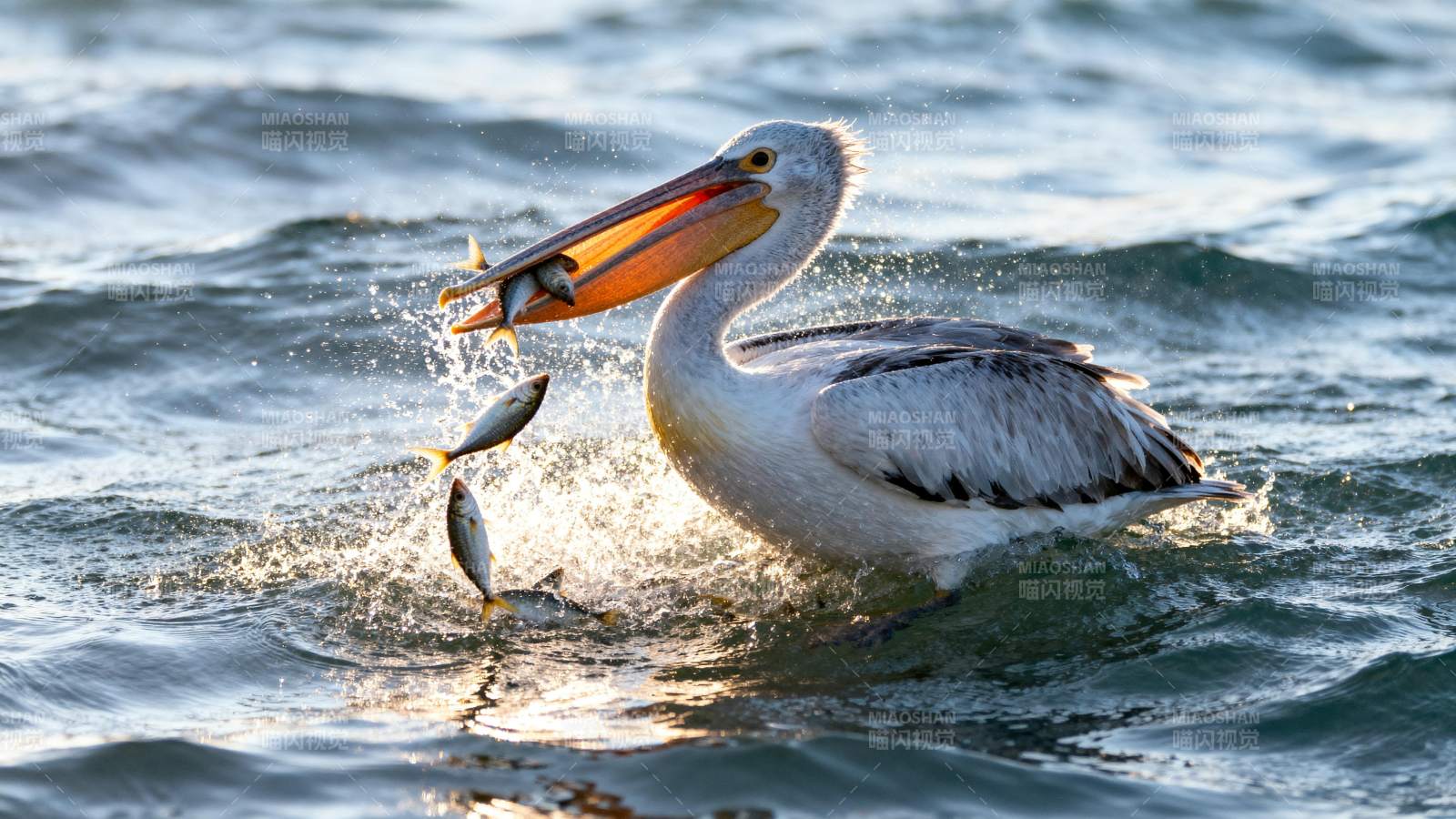 鹈鹕捕鱼瞬间图片
