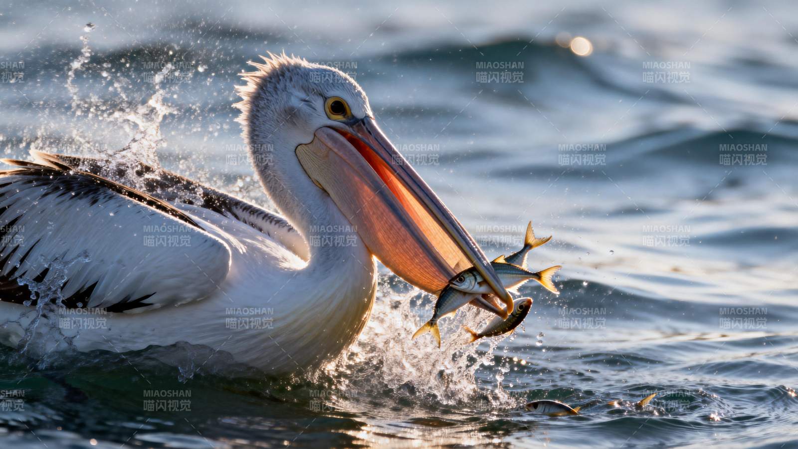 鹈鹕捕鱼瞬间图片