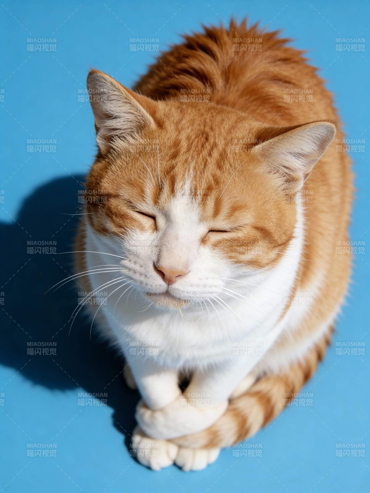 橙白猫闭眼静坐图片