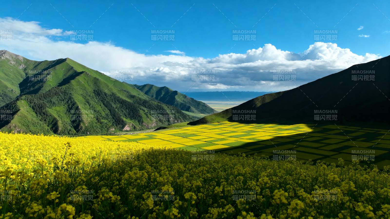 金花满山春意浓图片