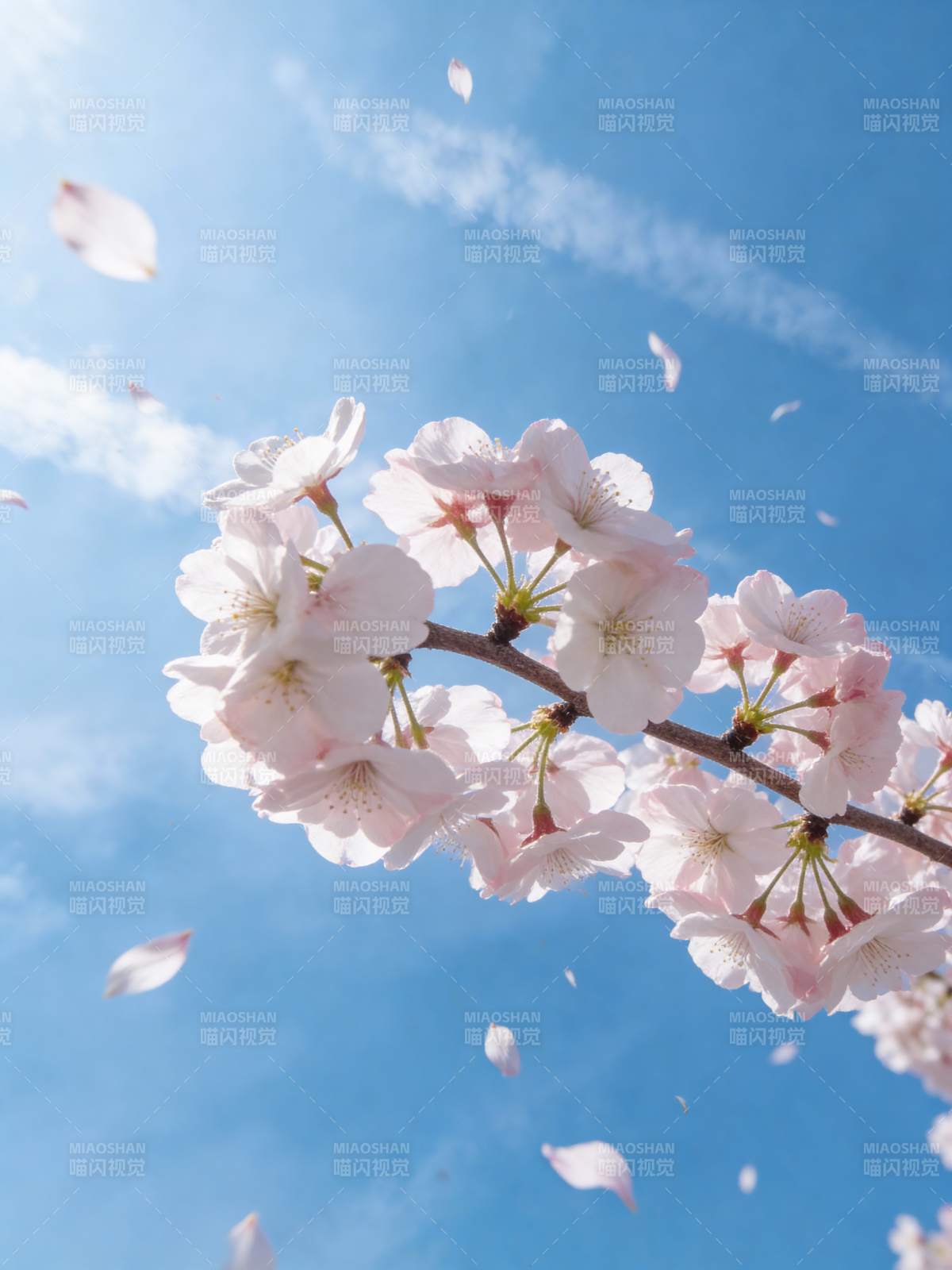 樱花纷飞 春意盎然图片