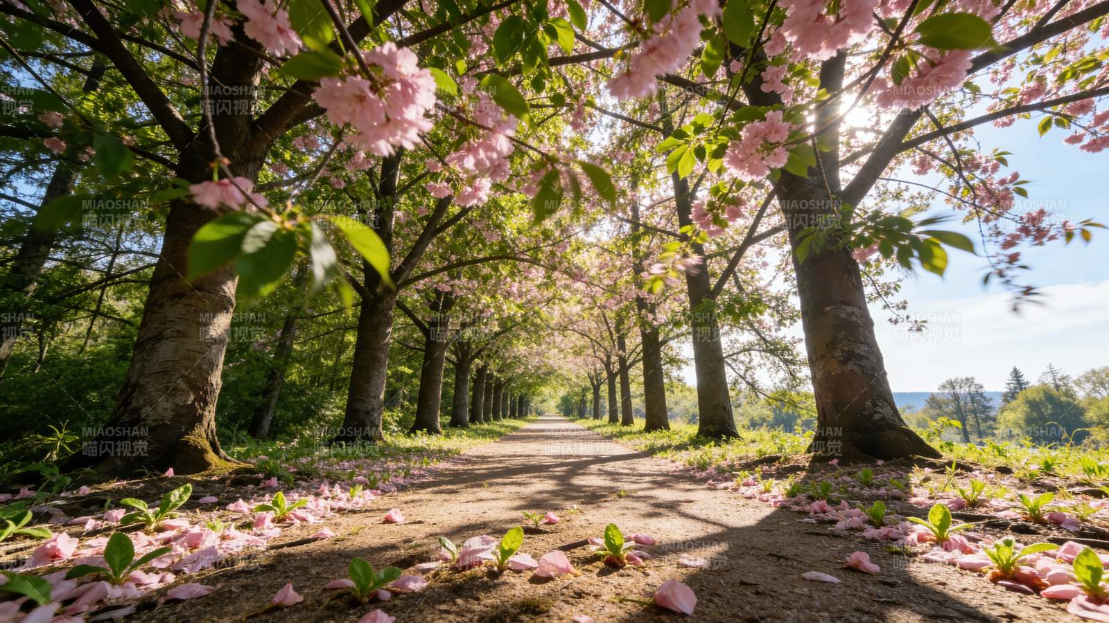 樱花大道春意浓图片