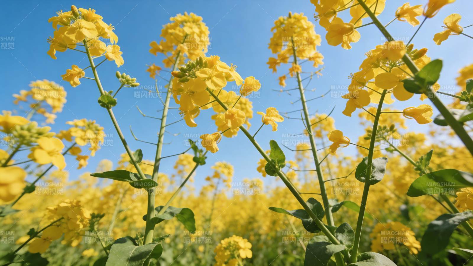 金黄油菜花田蓝天映衬图片