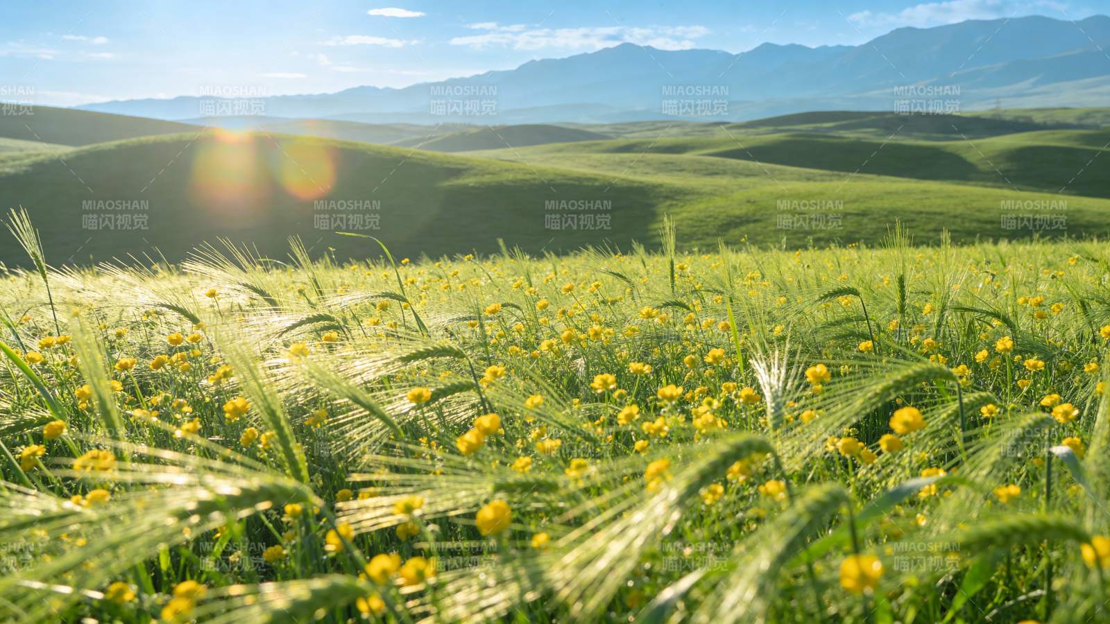 绿野黄花映山峦图片