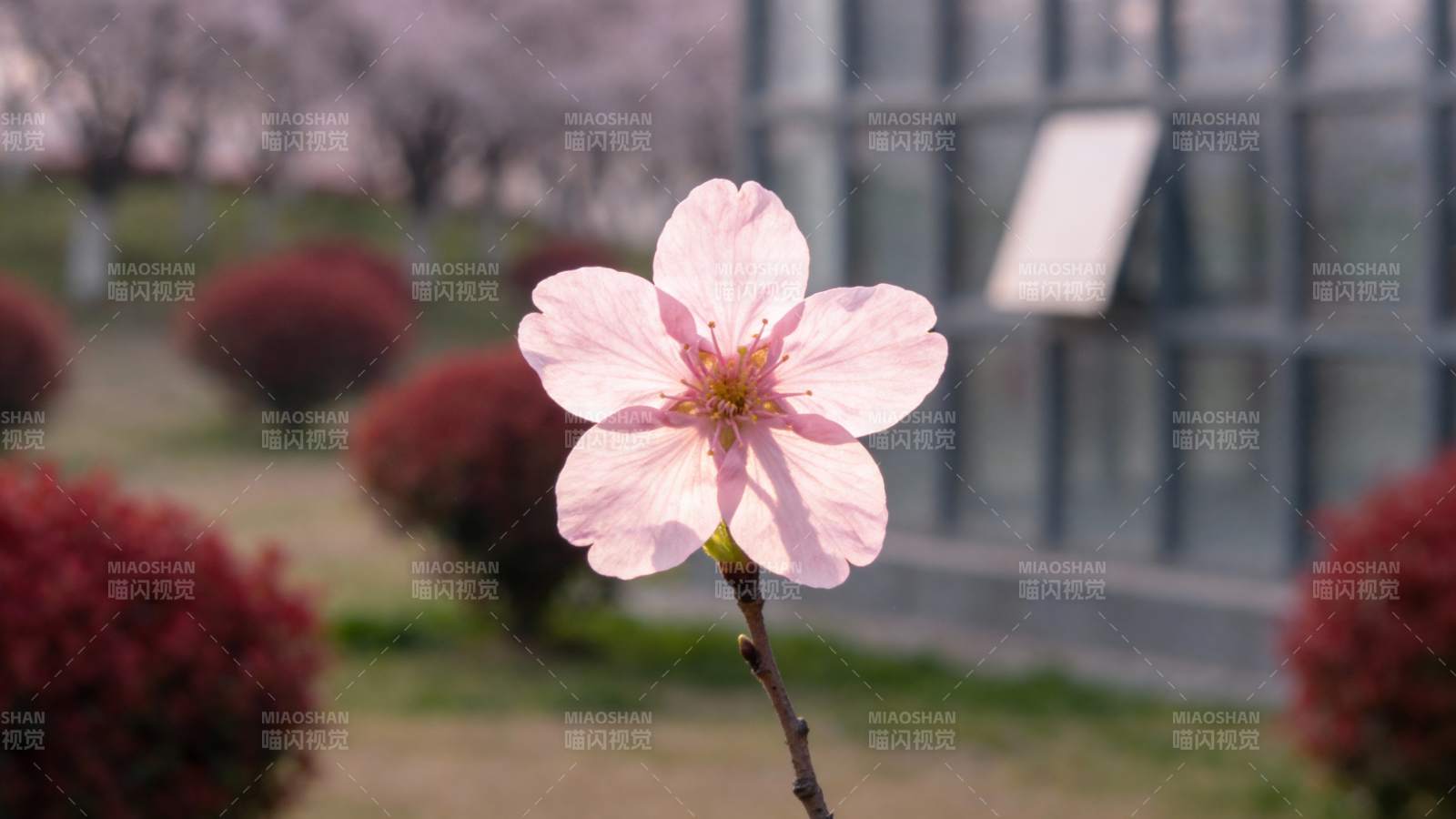 樱花绽放春意浓图片