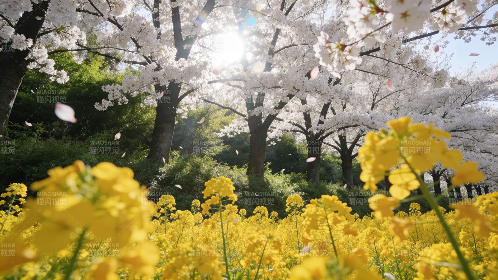 樱花盛开油菜花田春日美景图片