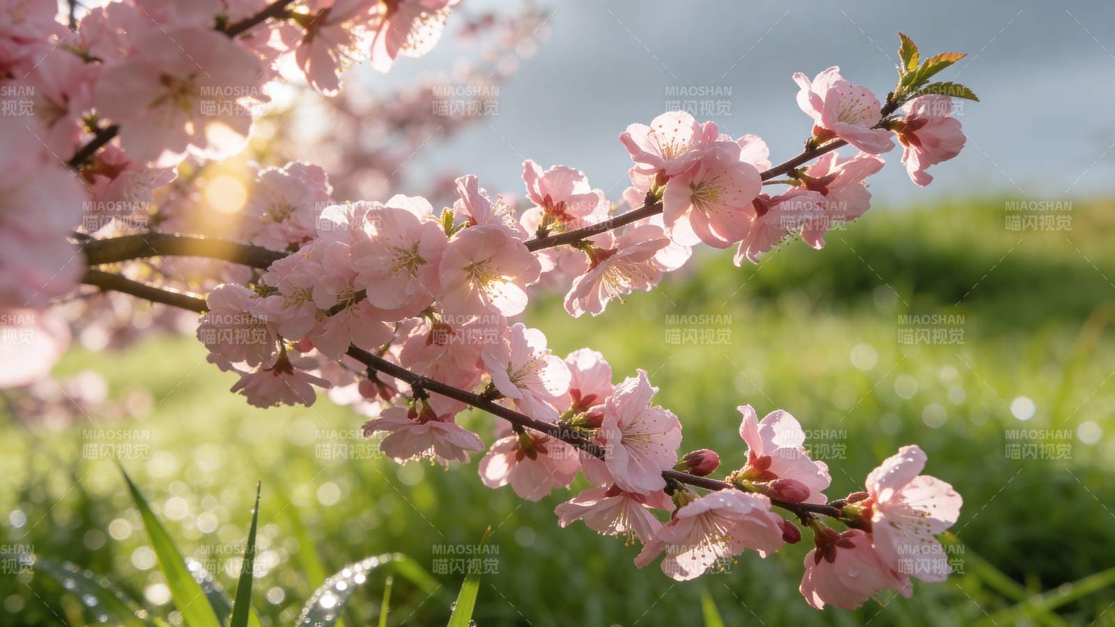 春日樱花绽放美景图片