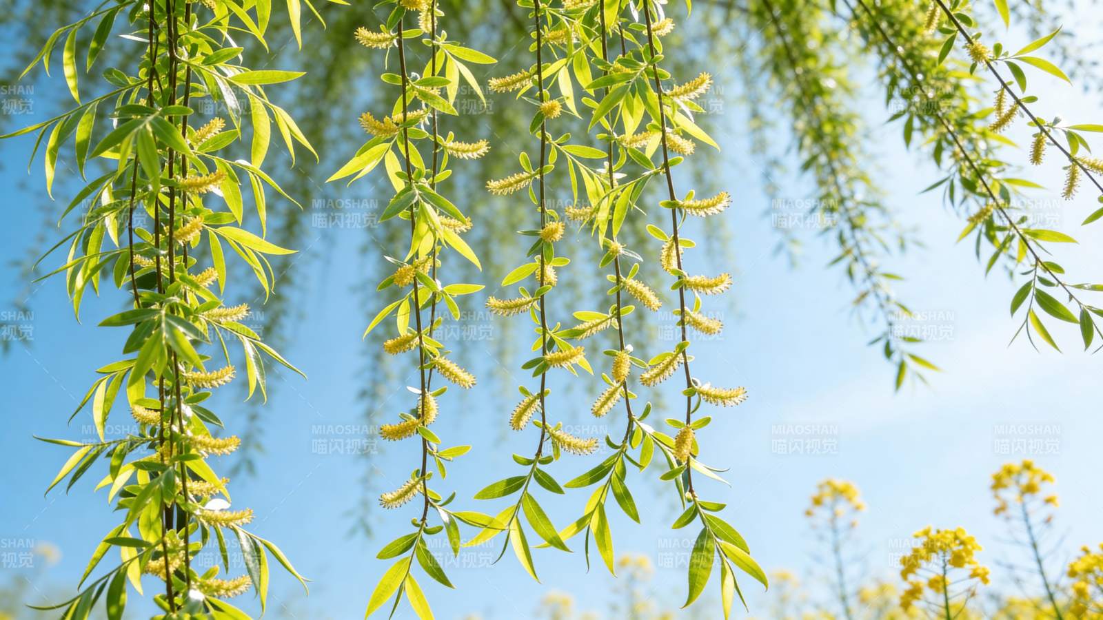 垂柳嫩叶迎风摇曳图片