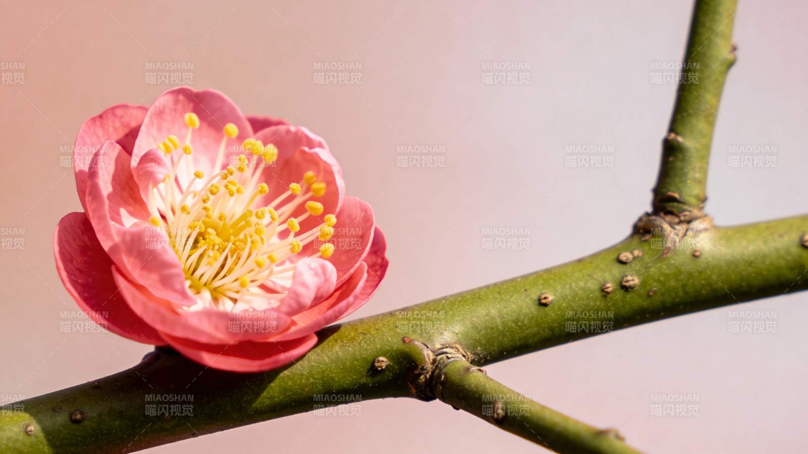 梅花绽放枝头图片