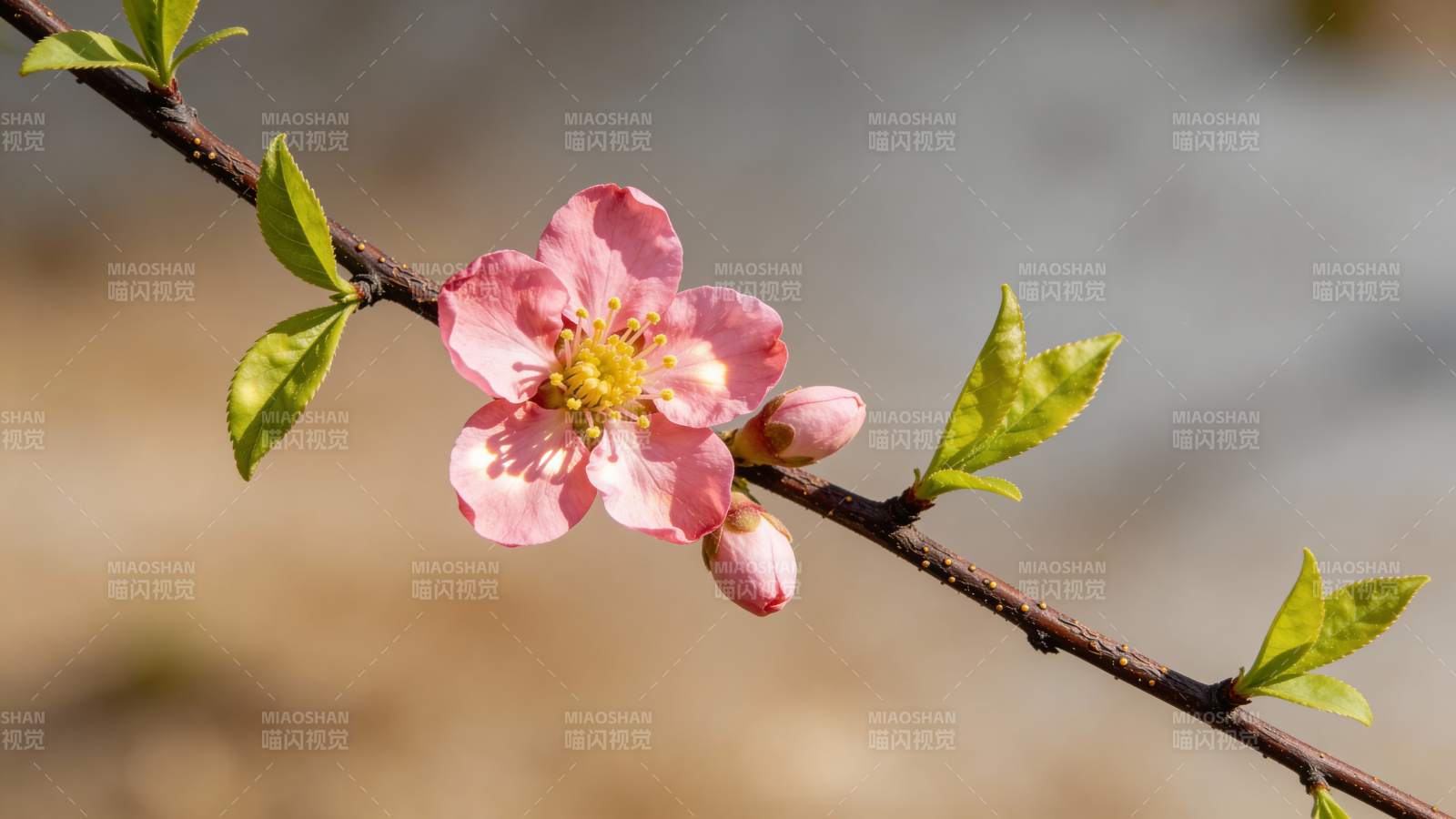 桃花绽放枝头图片