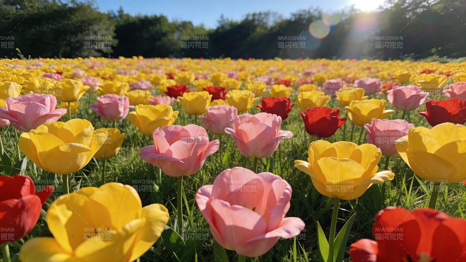五彩斑斓的花海图片