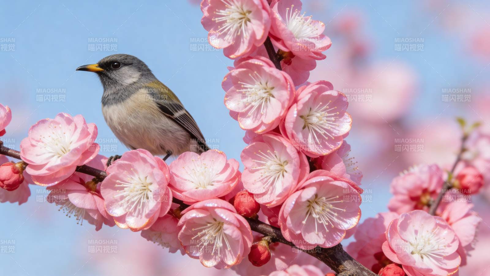 小鸟栖息樱花枝头图片