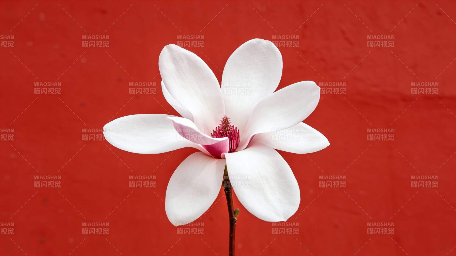 红底白玉兰绽放图片