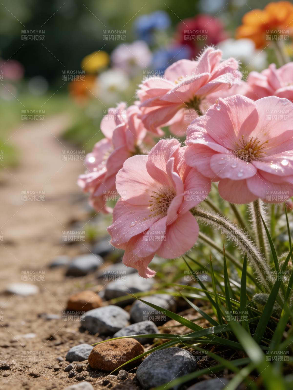 粉花石径春意浓图片
