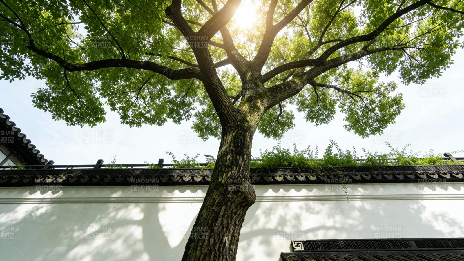 古树映墙影图片