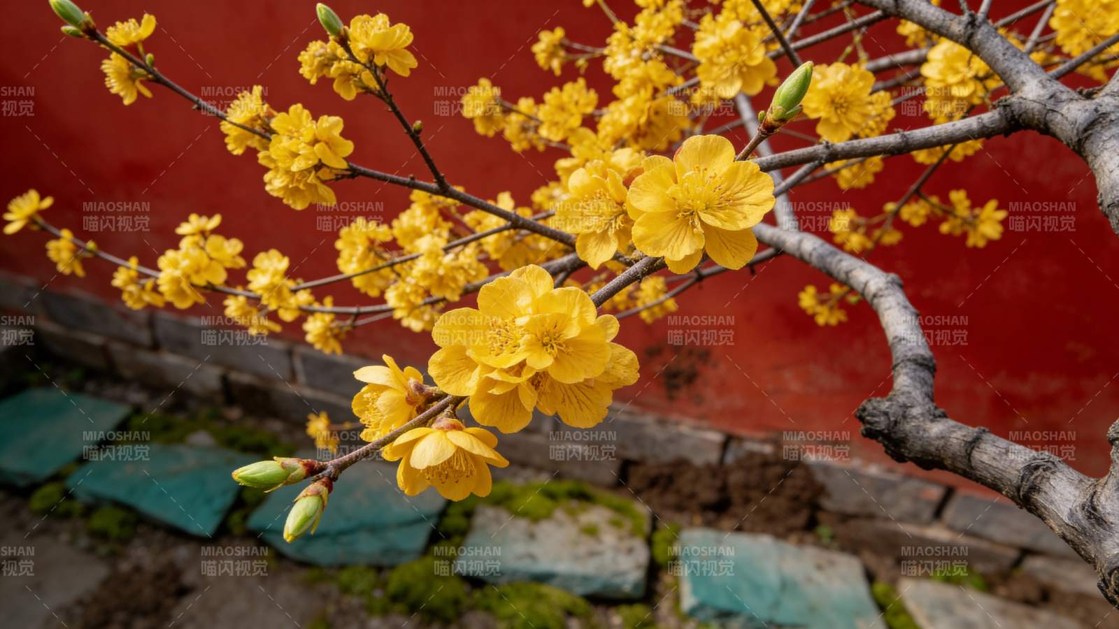 黄花绽放枝头图片
