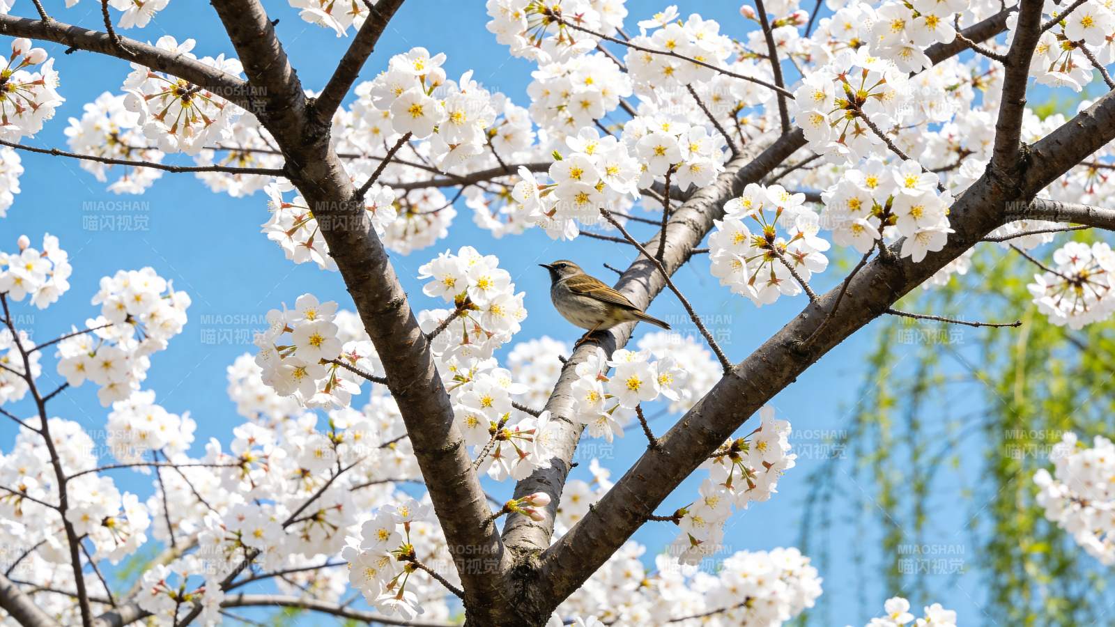 樱花枝头小鸟栖图片
