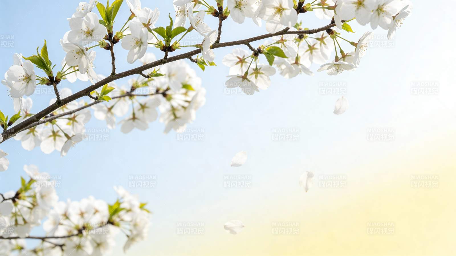 樱花绽放春光美图片