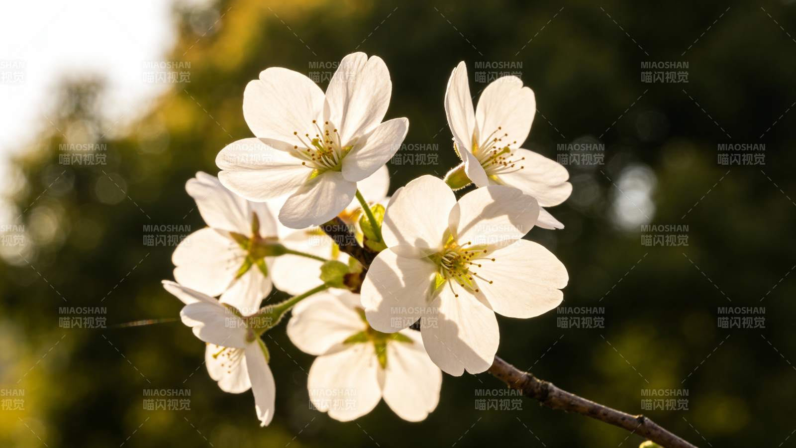 春日阳光下的白色樱花图片