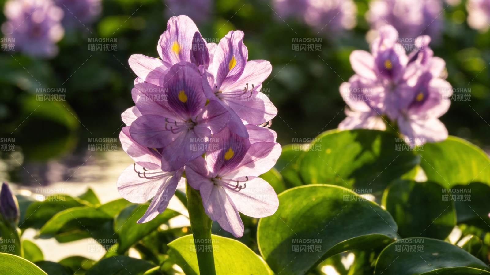 紫花绽放绿叶间图片