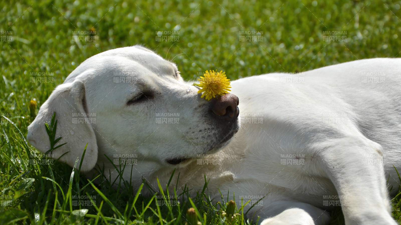 白狗嗅花 草地安眠图片