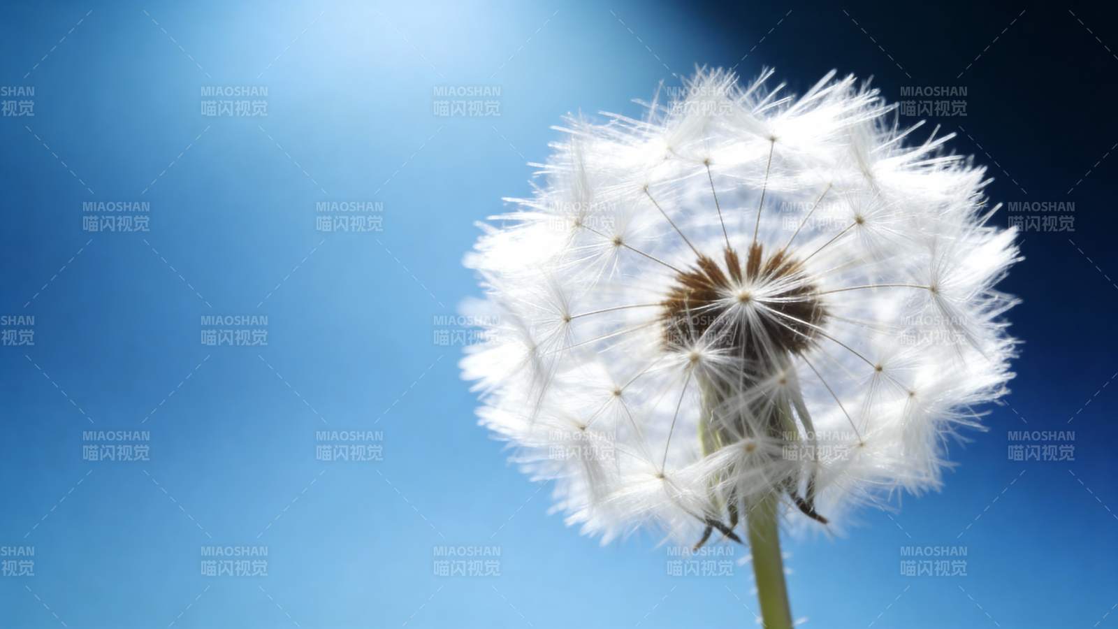 蒲公英随风飘扬图片