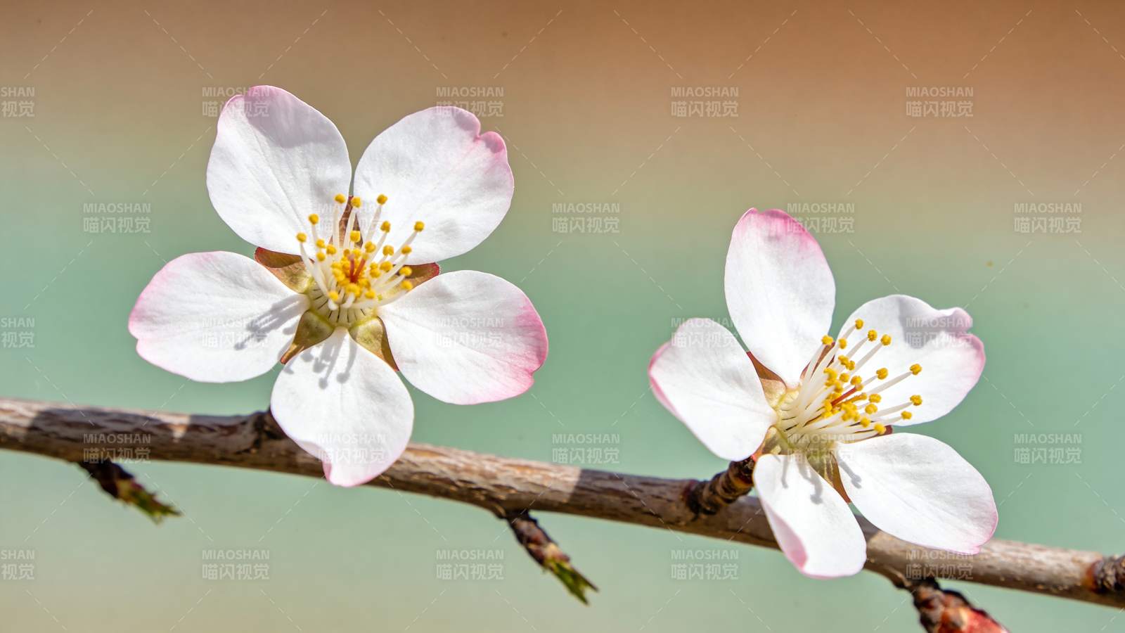 两朵白色花瓣花绽放图片