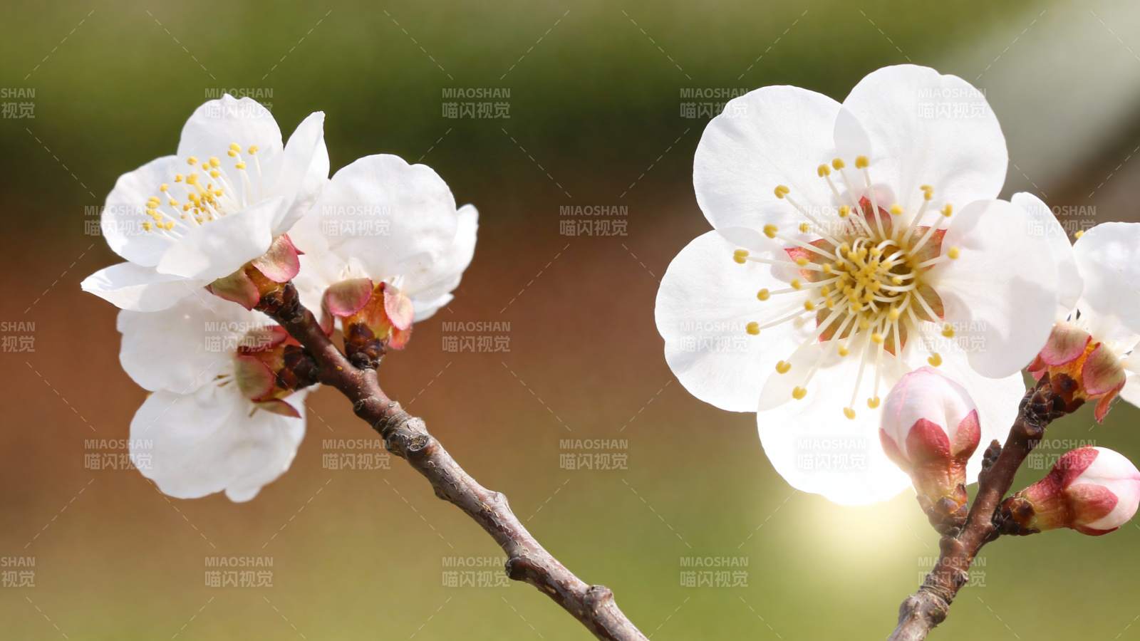 樱花绽放枝头图片