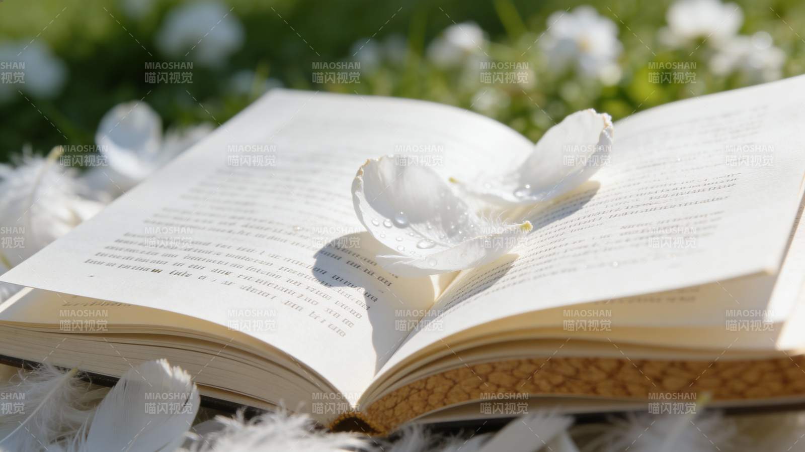 书页上的花瓣图片