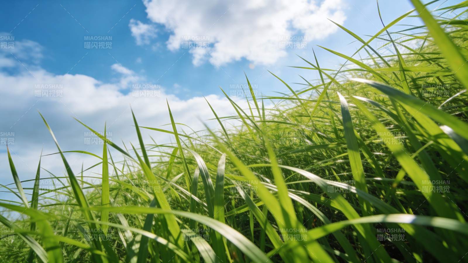 绿草蓝天图片